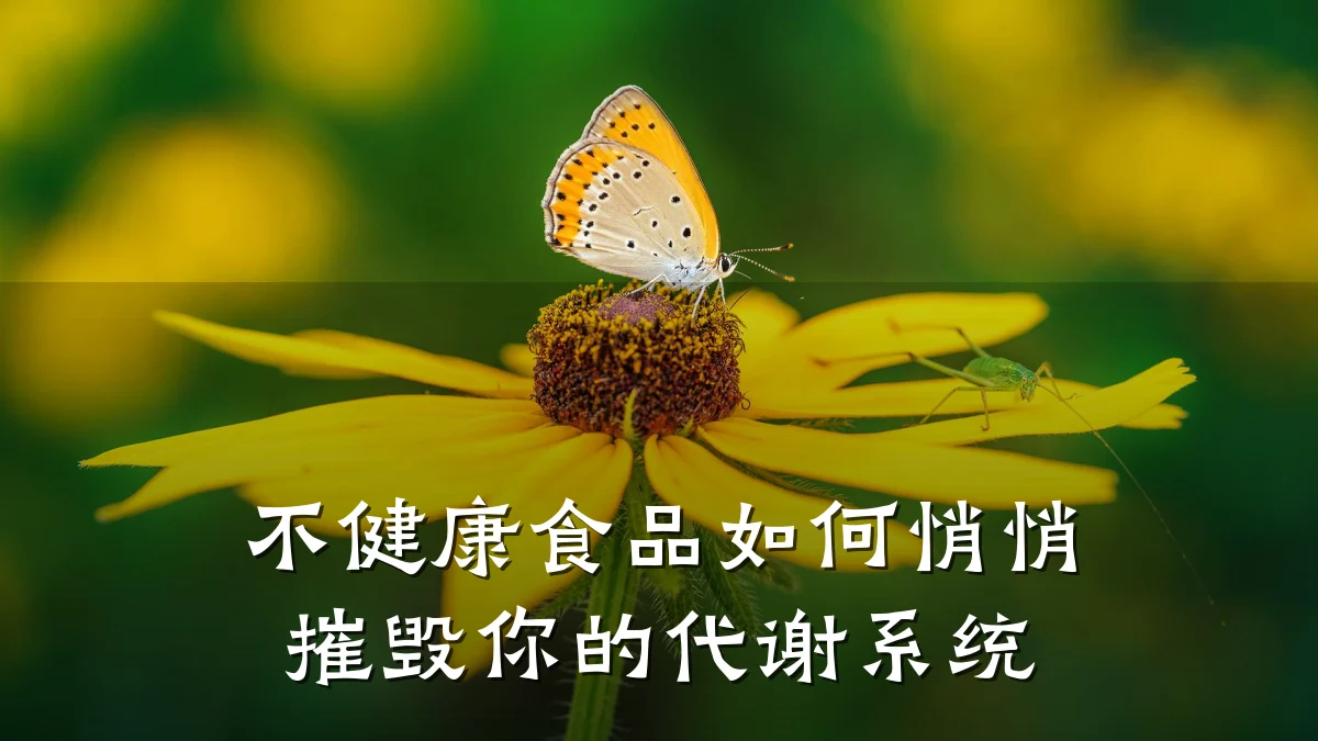 不健康食品如何悄悄摧毁你的代谢系统