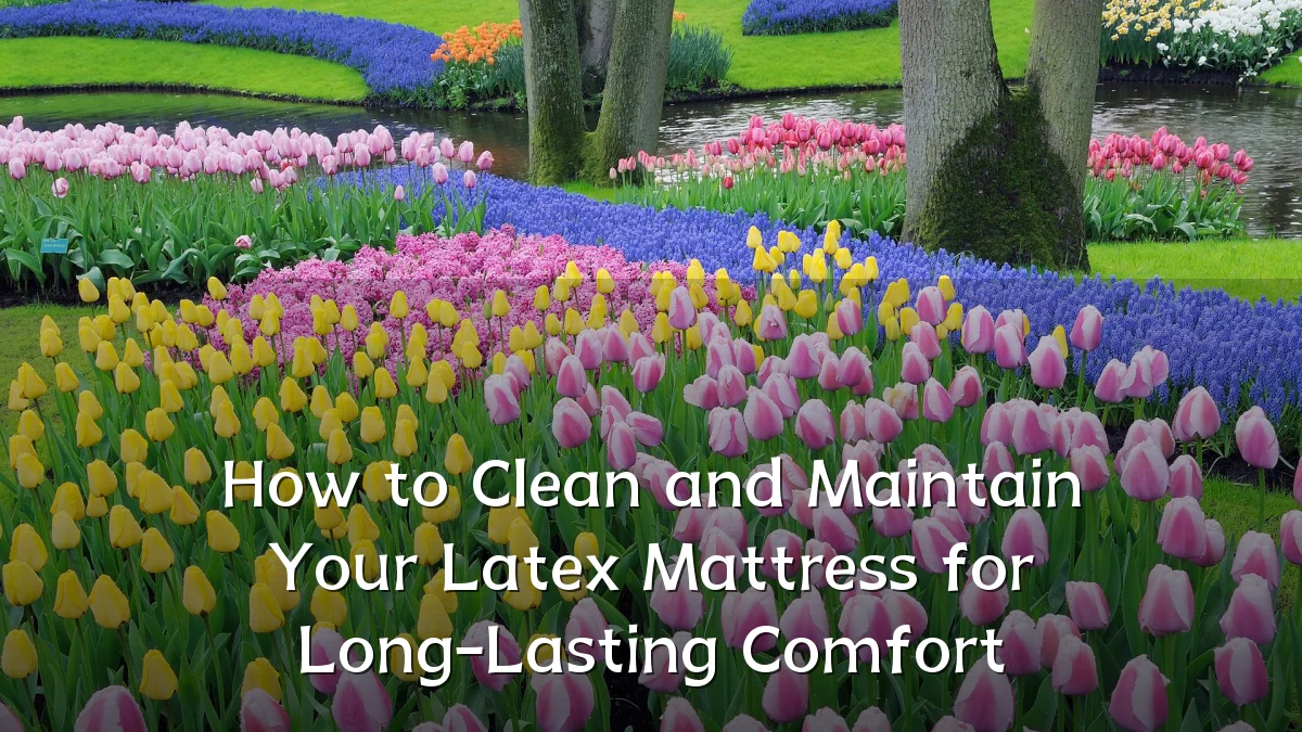 How to Clean and Maintain Your Latex Mattress for Long-Lasting Comfort