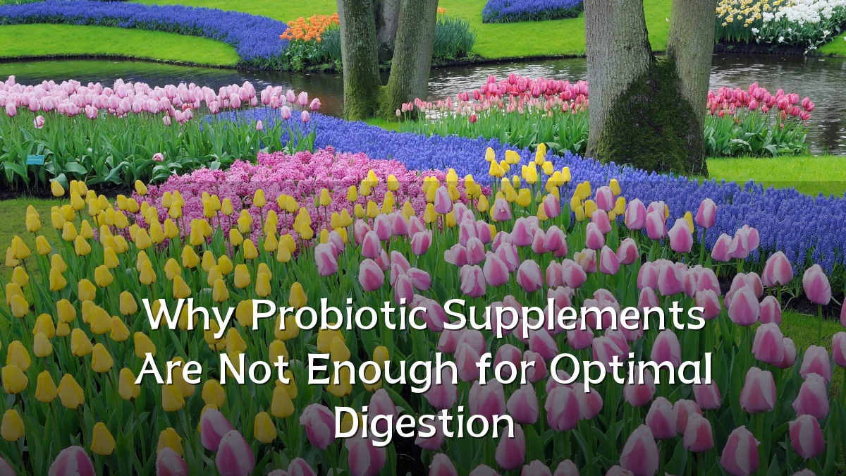 Why Probiotic Supplements Are Not Enough for Optimal Digestion
